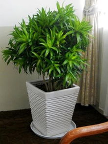 拱墅區景香花卉公司 卓越服務與綠化植物租賃專家