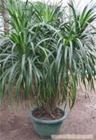 上海康馨園林綠化 龍血樹租賃價格、圖片、詳情及養(yǎng)護(hù)服務(wù)