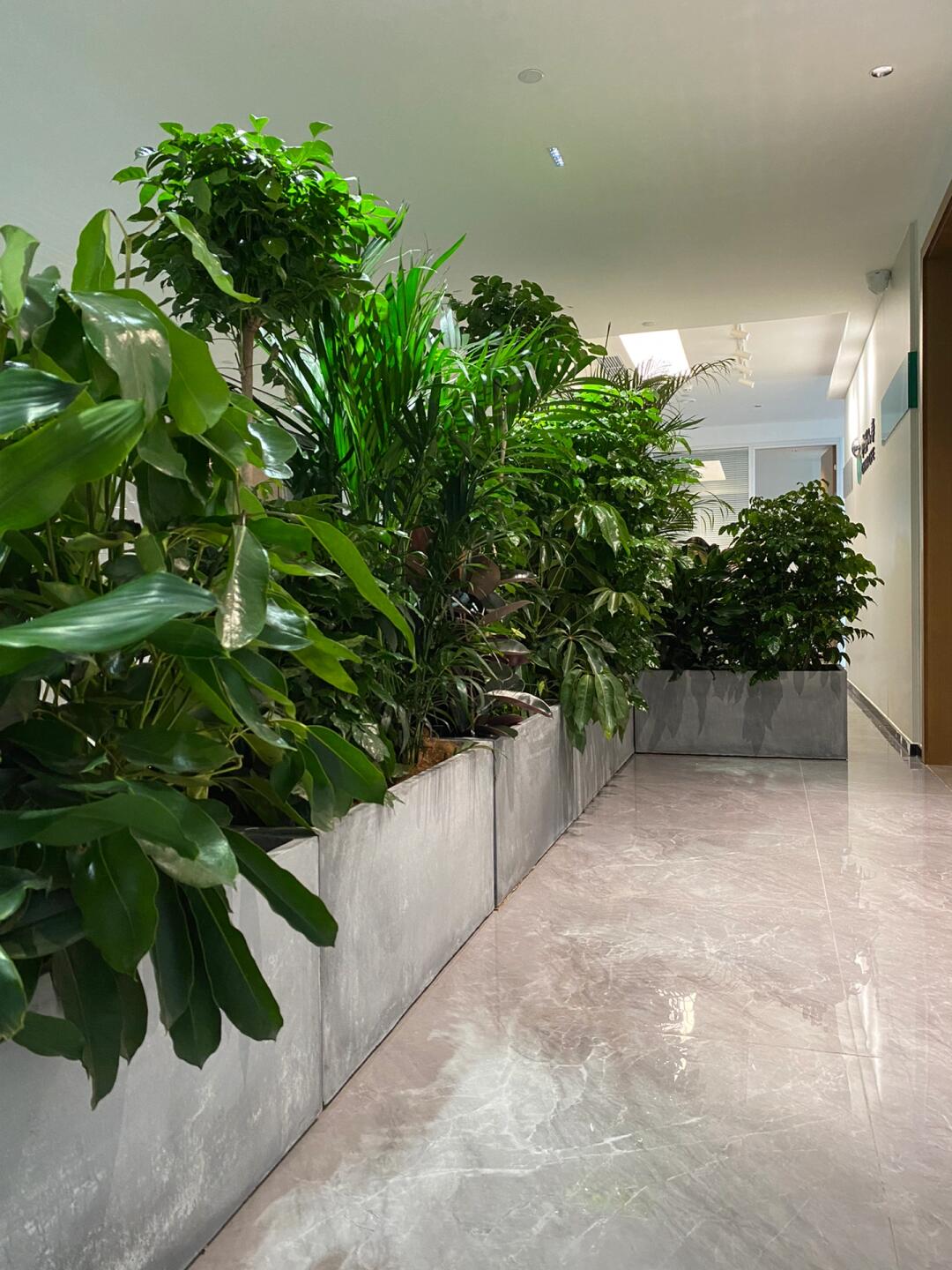 綠意空間，靈動隔斷 專業(yè)植物租賃與造景服務(wù)打造辦公新生態(tài)